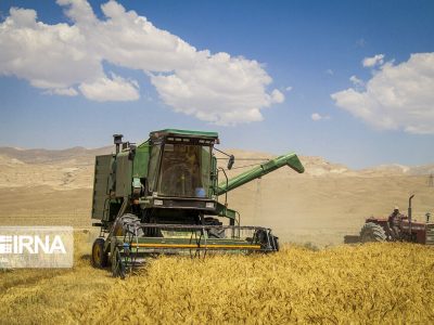 گام بلند خودکفایی گندم در دولت سیزدهم/ امسال نیاز به واردات نداریم