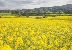 خوداتکایی دانه‌های روغنی مستلزم تخصیص اعتبار سالانه ۴۰ همت