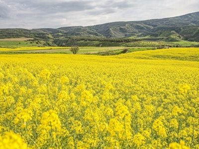 خوداتکایی دانه‌های روغنی مستلزم تخصیص اعتبار سالانه ۴۰ همت