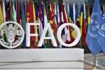 پیش بینی فائو از تولید ۲۰ میلیون تن غله در ایران