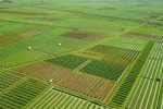 مزارع بزرگ؛ ظهور “مگا فارم”مشوق کشاورزی تجاری