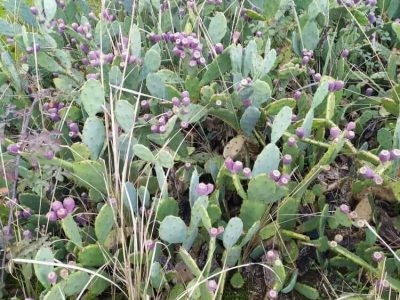 یزد بزرگترین تولید کننده کاکتوس آپونتیا در کشور میشود