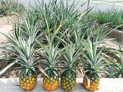 دستیابی به فن‌آوری تولید و تکثیر آناناس در چابهار