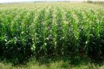 کشت قراردادی ذرت علوفه‌ای برای نخستین بار در کشور