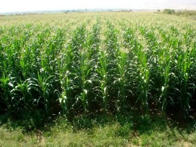 کشت قراردادی ذرت علوفهای برای نخستین بار در کشور