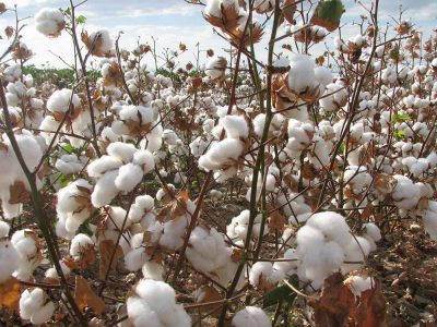 ۴۰ درصد پنبه صنعت نساجی در داخل تامین می‌شود