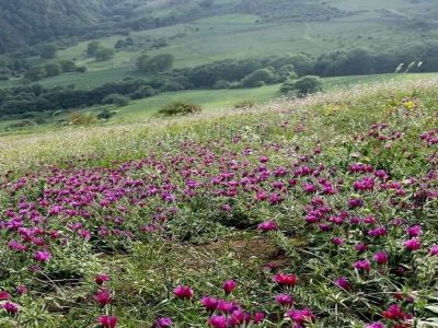 بازگشت ۲۰ هزار مترمربع از اراضی بروجرد به چرخه تولید