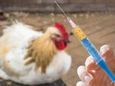 آنتی‌ژن آنفلوانزای فوق حاد پرندگان برای نخستین بار تولید شد