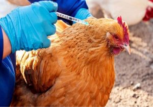 تزریق ۱۴ میلیون دز واکسن طیور نیمه نخست امسال در آشتیان