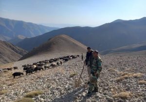 گله دام ۲۰۰ رأسی از ارتفاعات ۳۵۰۰ متری دریاچه «تار» اخراج شد