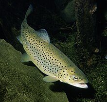 ادامه تولید در شرایط کمآبی با مکانیزه کردن مزارع قزلآلا