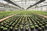 یکپارچه‌سازی اراضی و توسعه گلخانه‌ها در کشور