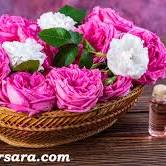 کرمان رتبه دوم سطح زیر کشت گل محمدی در کشور؛ فعالیت ۲۰۰ واحد گلاب‌گیری