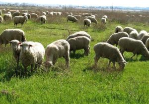 پایش مراتع جورد، گرمدره و وسکاره؛ ۲۵۰ راس دام غیرمجاز شمارش شد