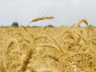 اعلام به موقع نرخ خرید محصولات اساسی؛ سیگنال دهی مناسب به تولید و تقویت امنیت غذایی