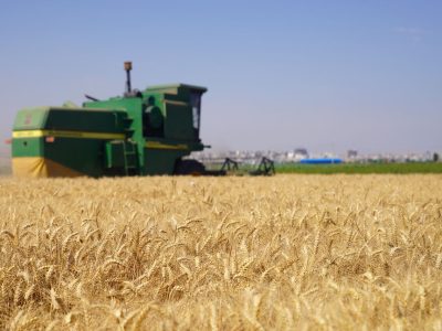 «عملکرد کمّی» حرف اول را در کشت گندم ایران می‌زند