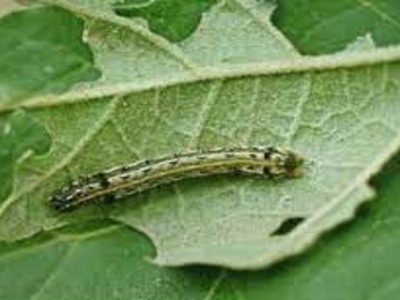 ساخت فرومون آفت برگخوار پاییزه در کشور