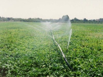 ۳۸۰ هزار هکتار اراضی آبی خوزستان زیر کشت پاییزه رفت