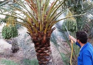 دیدار سه‌جانبه برای مدیریت آفات و کاهش خسارت‌های کشاورزی