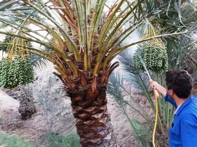 دیدار سه‌جانبه برای مدیریت آفات و کاهش خسارت‌های کشاورزی