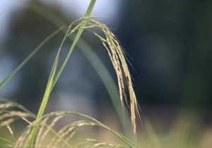 طرح جهش تولید برنج کلید خورد؛ اجرای آزمایشی در ۲۵۰۰ هکتار