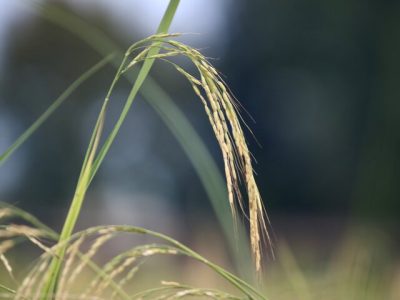 طرح جهش تولید برنج کلید خورد؛ اجرای آزمایشی در ۲۵۰۰ هکتار