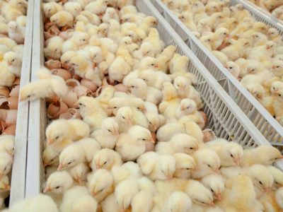 تولید جوجه یک‌روزه از ۱۰۰میلیون قطعه عبور کرد