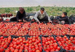قیمت گوجه‌فرنگی کاهشی شد