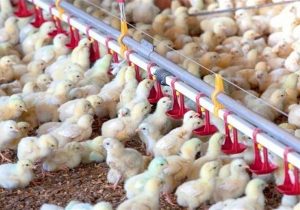 قیمت جوجه یک روزه سقوط کرد