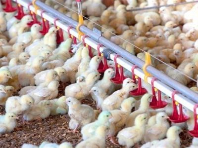 قیمت جوجه یک روزه سقوط کرد