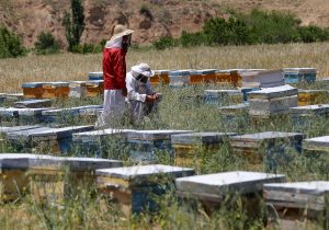 تولید نزدیک به ۱۲۸ هزار تن عسل در سرشماری سال ۱۴۰۳