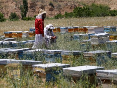 تولید نزدیک به ۱۲۸ هزار تن عسل در سرشماری سال ۱۴۰۳