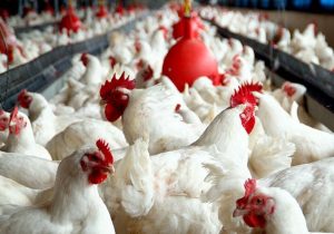 به‌کارگیری انرژی های تجدیدپذیر در مرغداری ها طی ۳ سال آینده