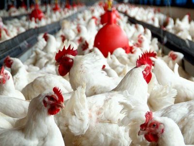 به‌کارگیری انرژی های تجدیدپذیر در مرغداری ها طی ۳ سال آینده