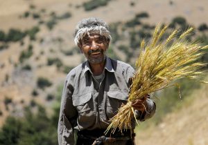 پرداخت به‌موقع مطالبات گندمکاران توسط دولت چهاردهم؛ ارتقای امنیت غذایی و برنامه ریزی تولید