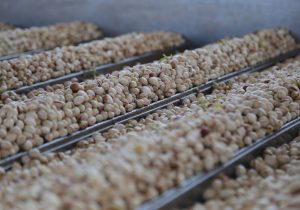 جذب ۵۴ درصد محصول باغی در صنایع فرآوری/ احداث ۱۹۰۰ واحد تبدیلی تا ۲ سال آینده