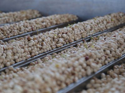 جذب ۵۴ درصد محصول باغی در صنایع فرآوری/ احداث ۱۹۰۰ واحد تبدیلی تا ۲ سال آینده