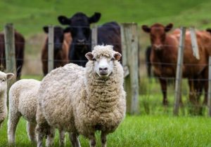 نرخ هر کیلوگرم دام زنده بین ۱۸۰ تا ۲۸۵ هزار تومان