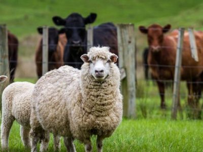 نرخ هر کیلوگرم دام زنده بین ۱۸۰ تا ۲۸۵ هزار تومان