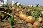۱۵۰ هزار کامیون سیبزمینی و پیاز سالانه در کشور معدوم میشود