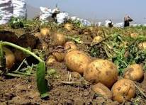 ۱۵۰ هزار کامیون سیب‌زمینی و پیاز سالانه در کشور معدوم می‌شود
