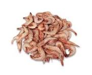 ورود موقت میگوی ریز؛ تهدید یا فرصت