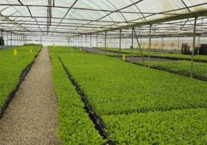 رشد ۴ درصدی تولید محصولات گلخانه ای در ۱۰ ماهه امسال