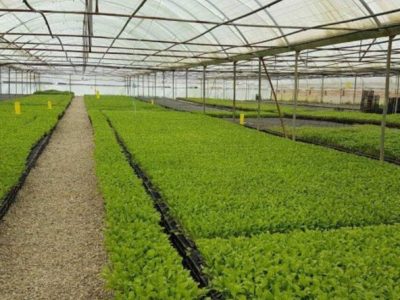 تعرفه گازبهای گلخانه‌ها کاهش یافت