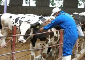 برنامه ملی مقابله با بیماری بروسلوز دامی اجرایی شد