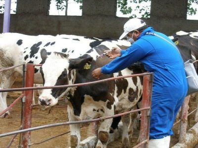 برنامه ملی مقابله با بیماری بروسلوز دامی اجرایی شد