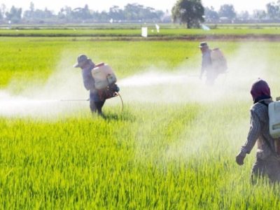 آغاز عملیات دیده‌ بانی و مبارزه با علف‌های هرز تا دو هفته آینده