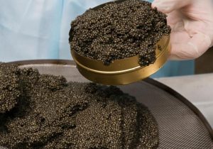 استحصال ۴۰ کیلوگرم خاویار در استان تهران طی ۹ ماهه امسال