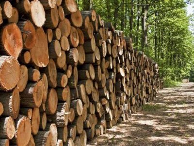 افزایش سهم زراعت چوب از یک میلیارد درخت؛ صنایع چوب و کاغذ به کشت و صنعت تبدیل شوند