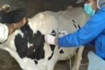 ۷۵ میلیون راس دام سبک و سنگین علیه بیماری تب برفکی واکسینه شدند
